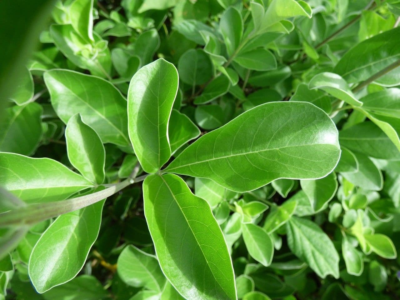 Vitice trifogliata 16