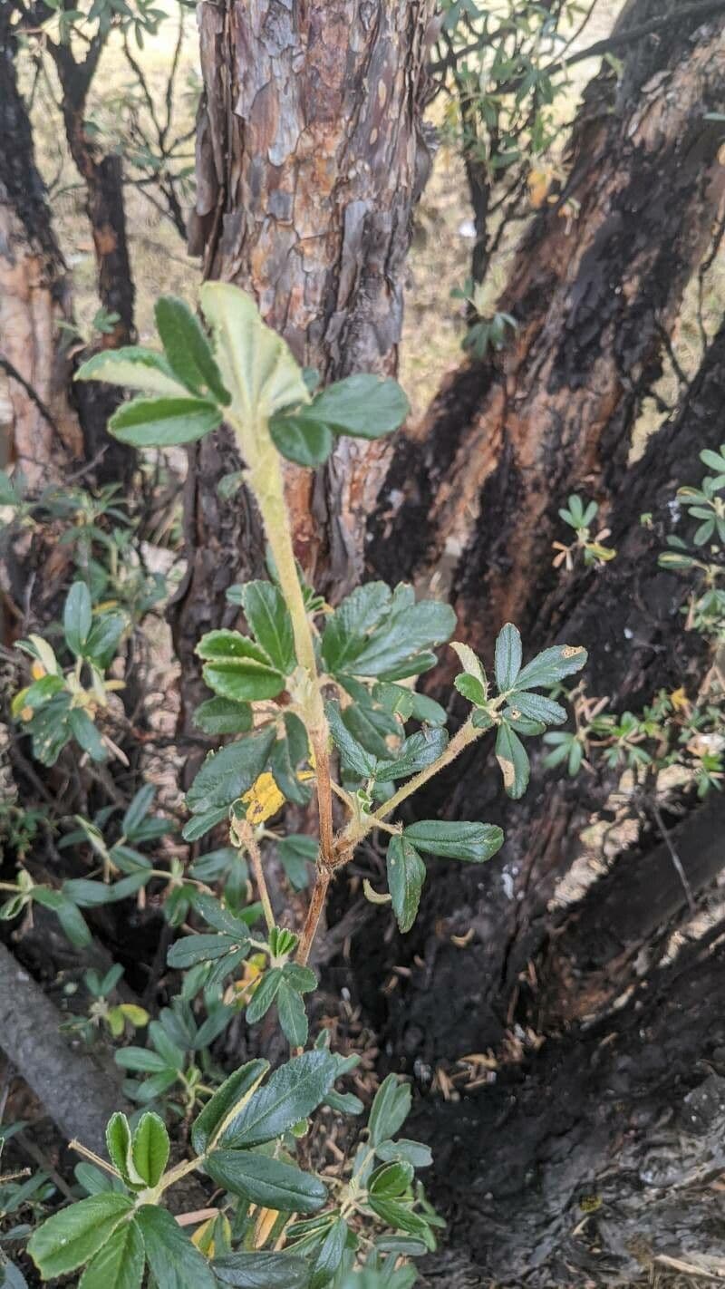 Polylepis 2