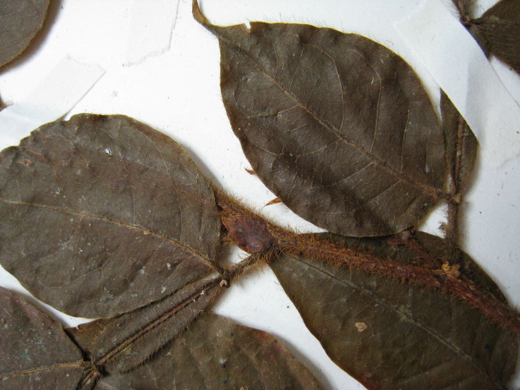 Inga