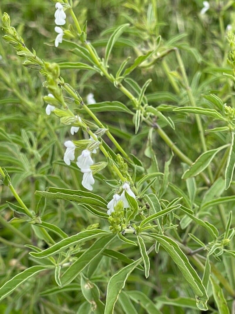 Salvia reflessa 6