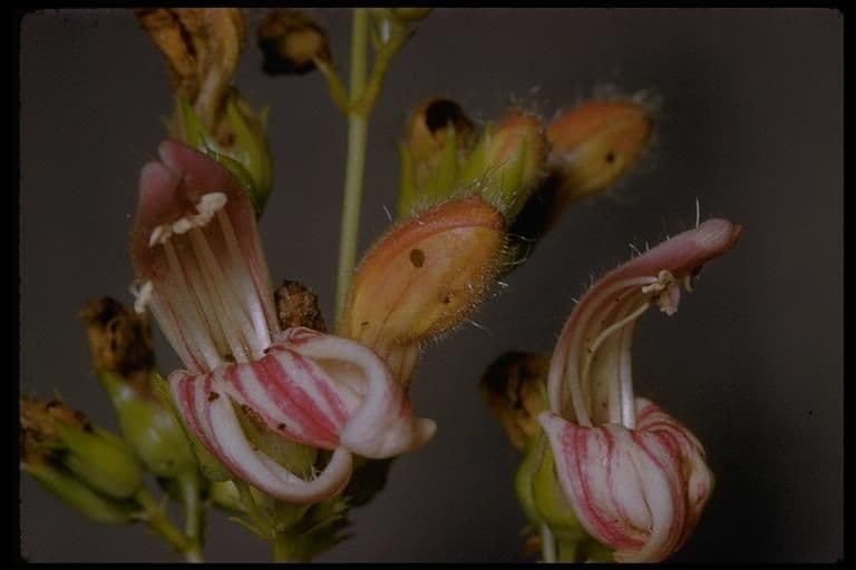 Keckiella a fiori corti 4