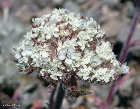 Ipomopsis congesta 3