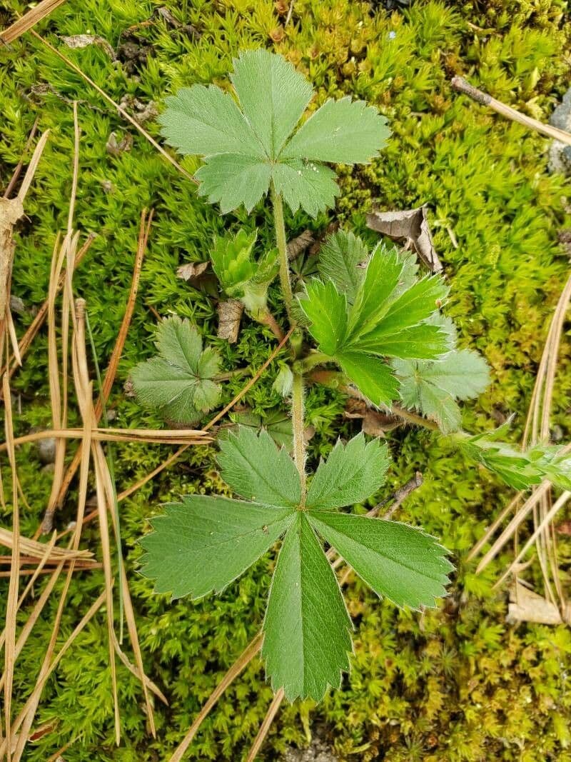 Mochna      13