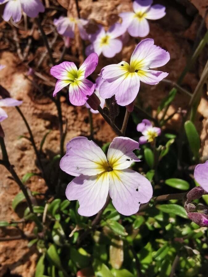 Malcolmia Marittima 5