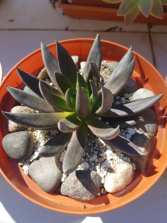 Echeveria 9
