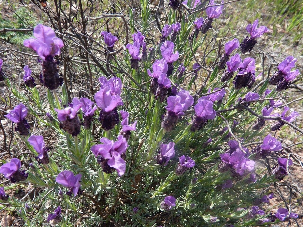 Lavanda selvatica 29