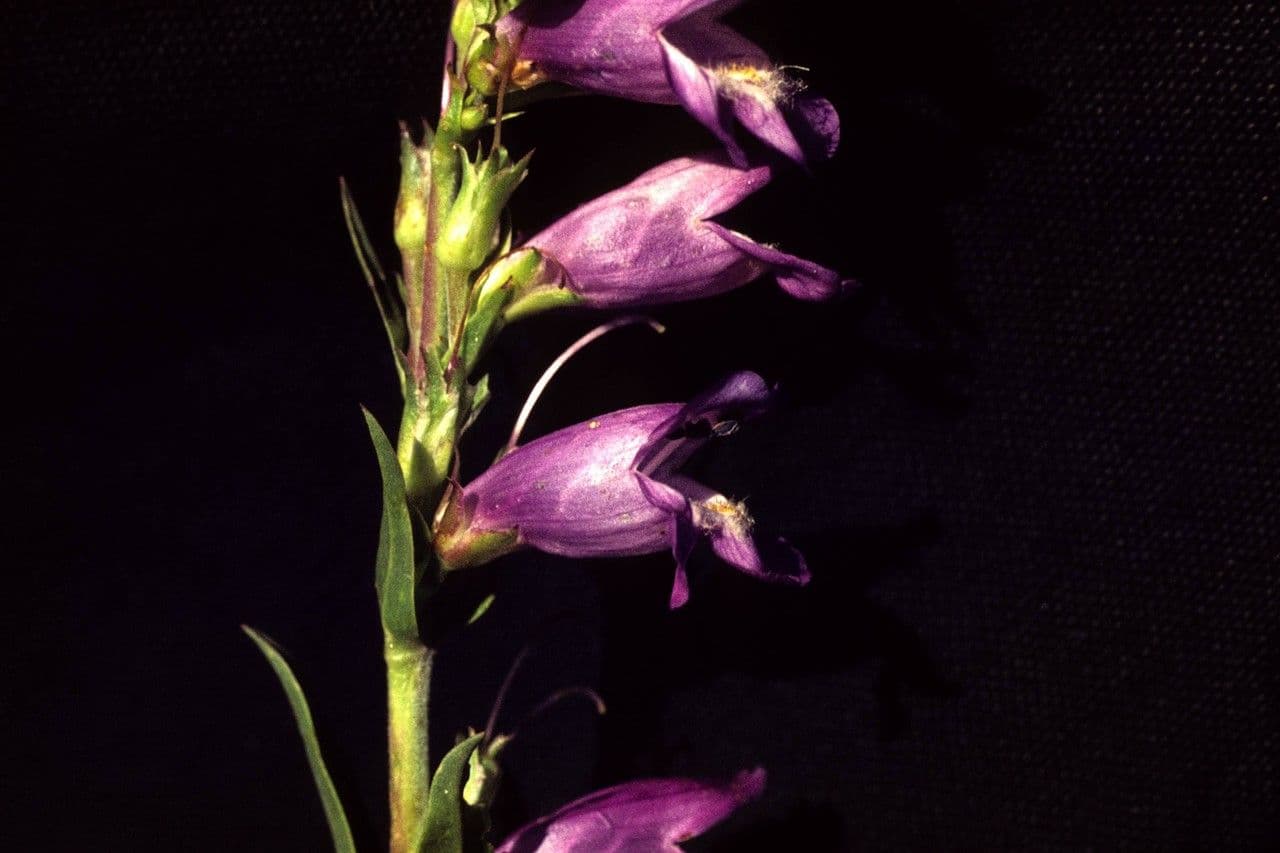 Penstemon virgatus 5