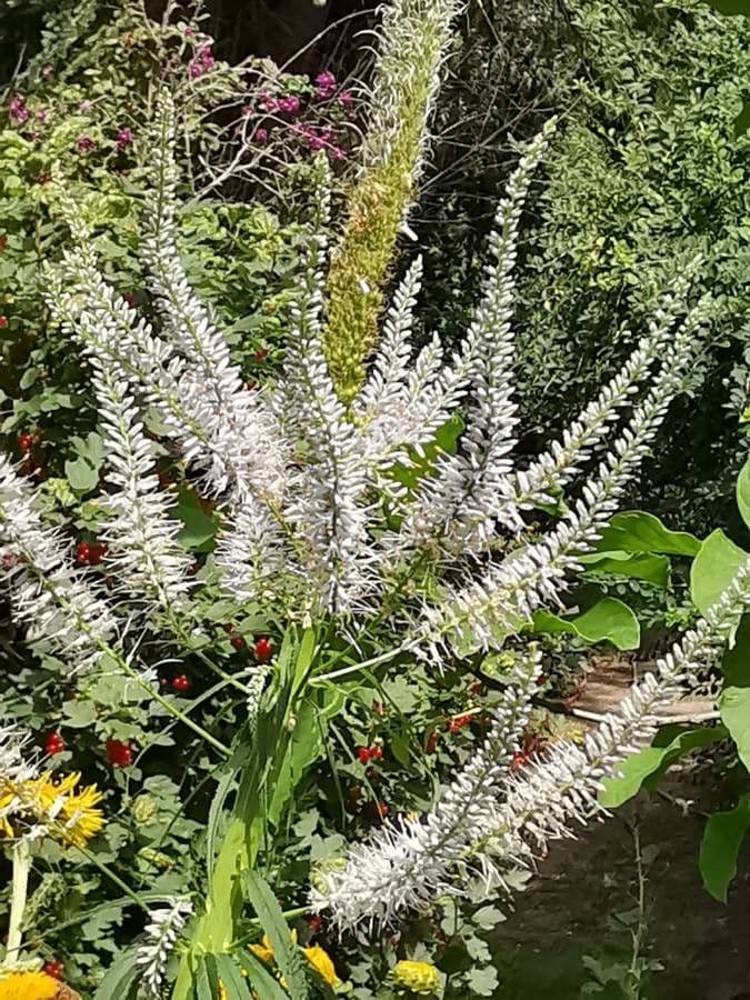 Veronica virginica 27