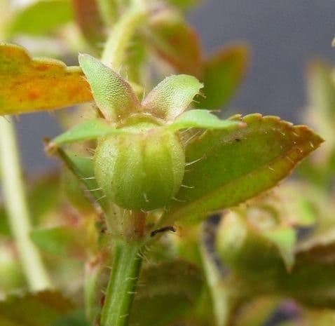 Acisanthera