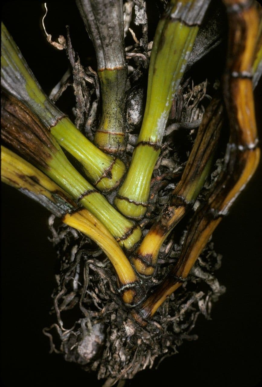 Dendrobium 6
