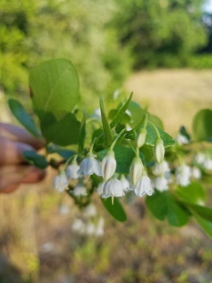 Farkleberry 8