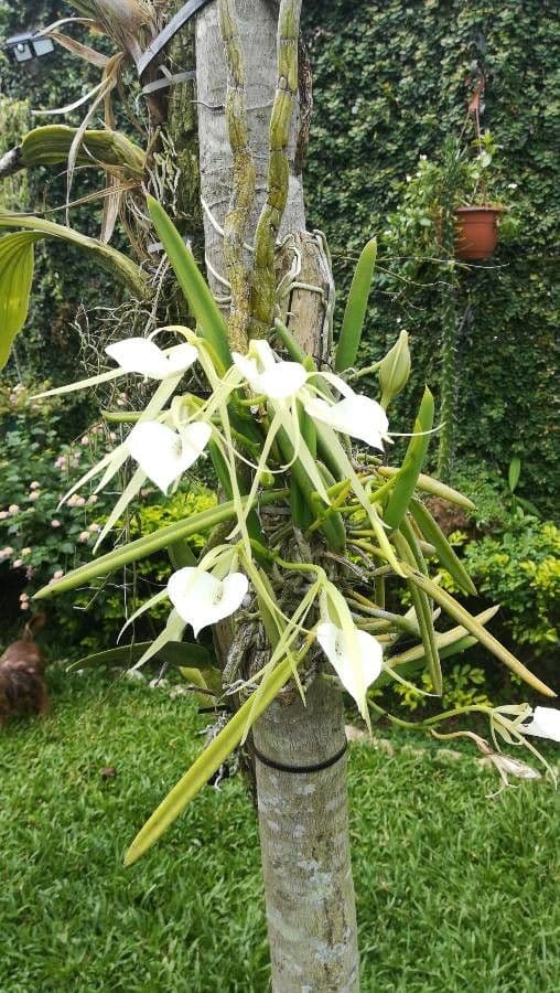 Brassavola 3