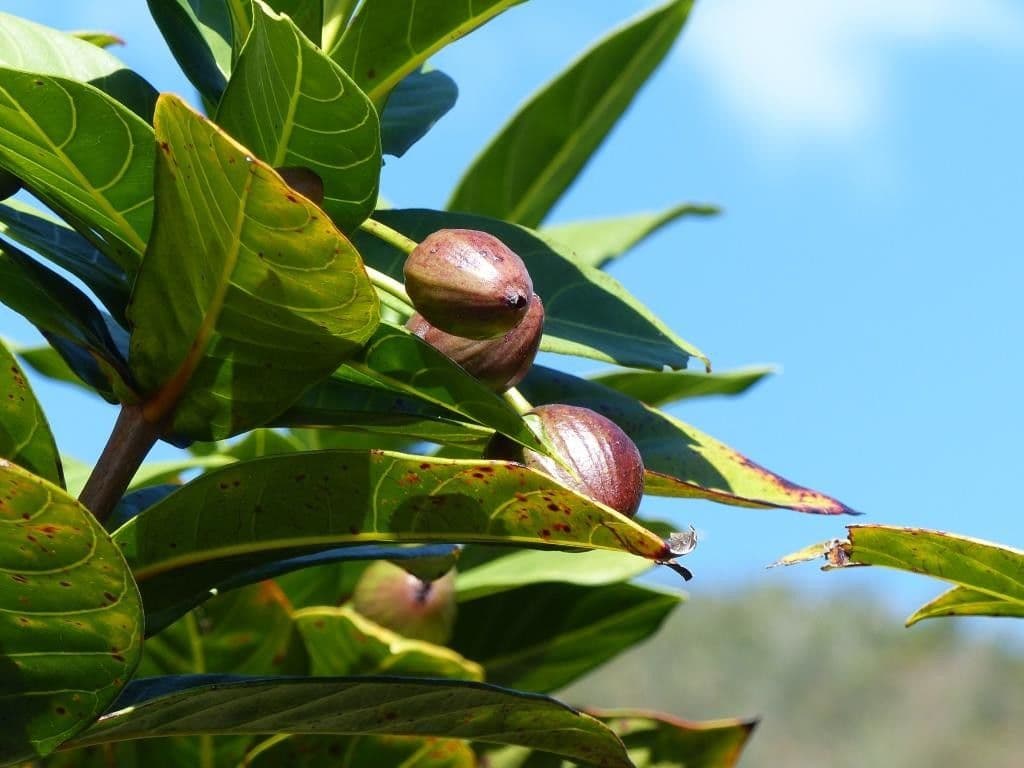 Guettarda
