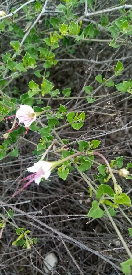 Acleisanthes 6