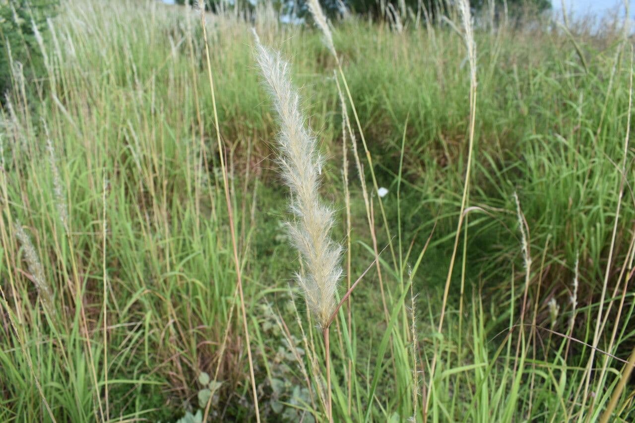 Bothriochloa 4
