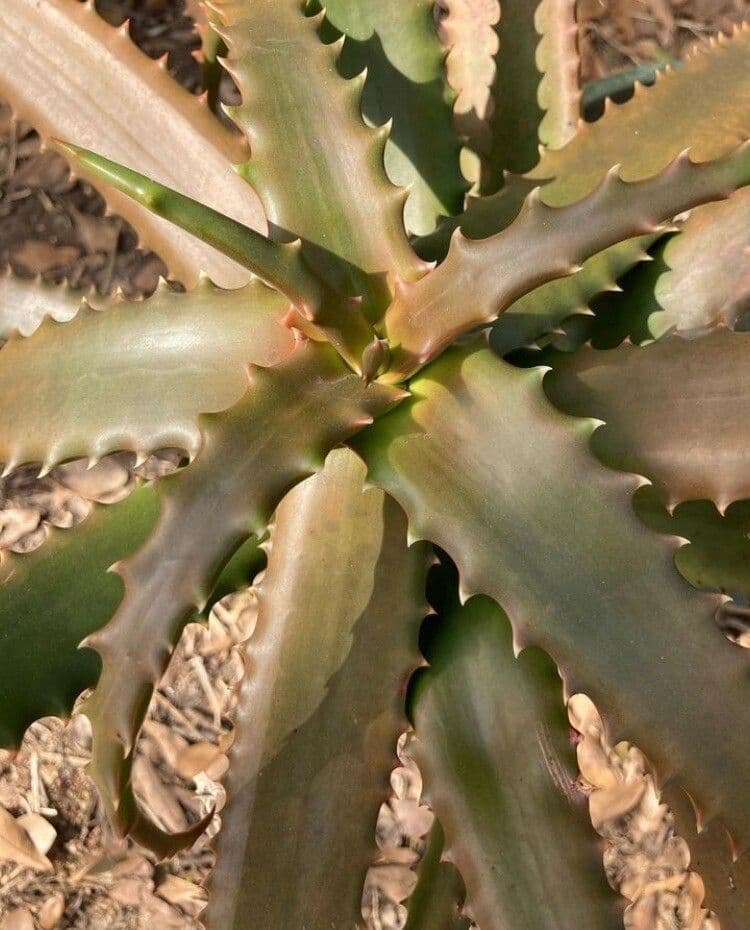 Aloe di Cameron 5