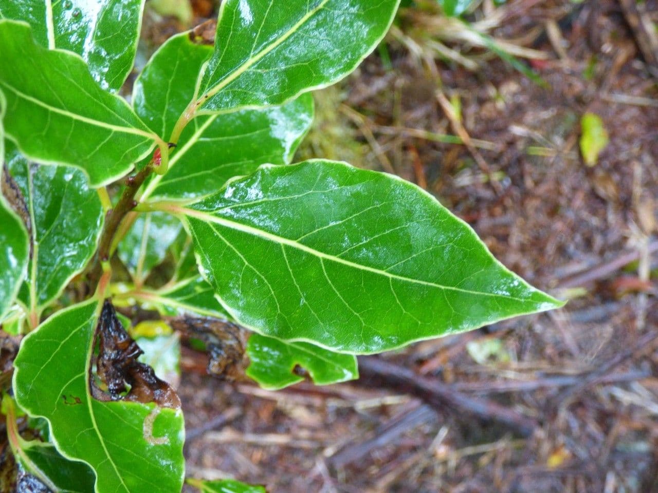 Ocotea 12