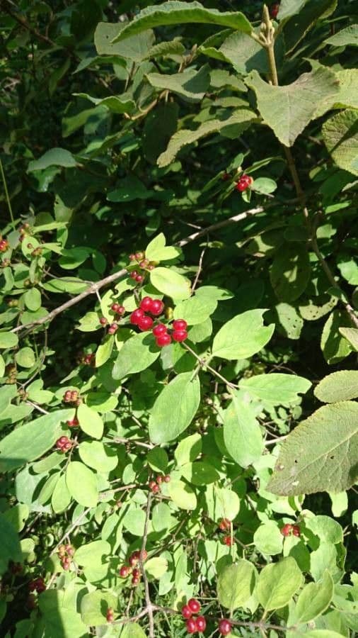 Rote Heckenkirsche 2