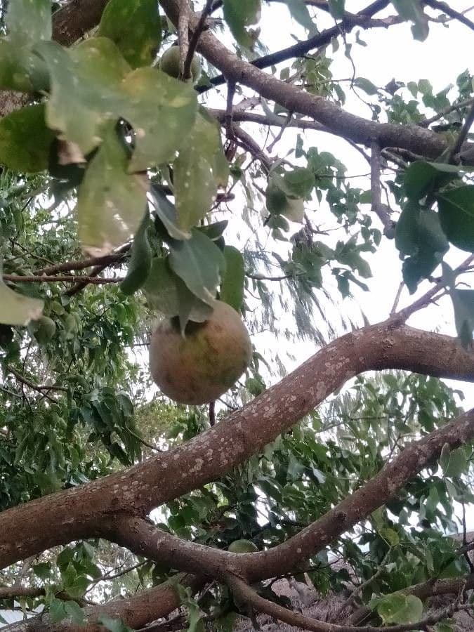 Granatapfel-Kanonenbaum 9