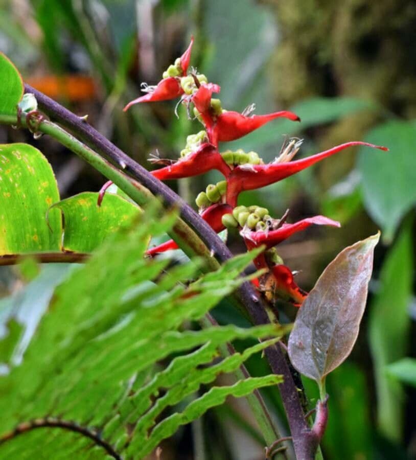 Heliconia