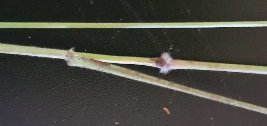 Enneapogon 17