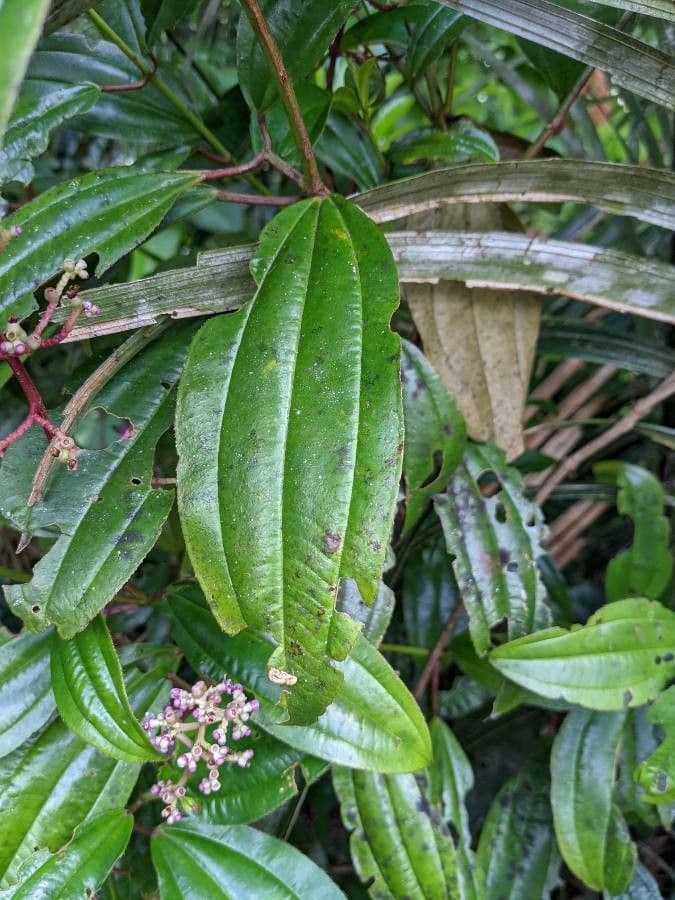 Miconia 14