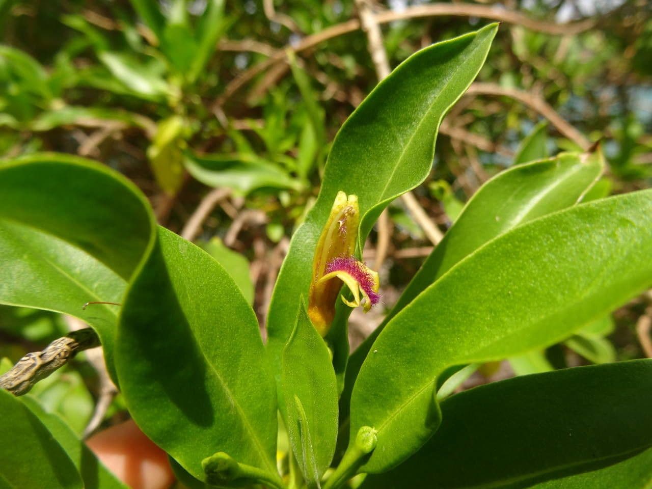 Bontia 6
