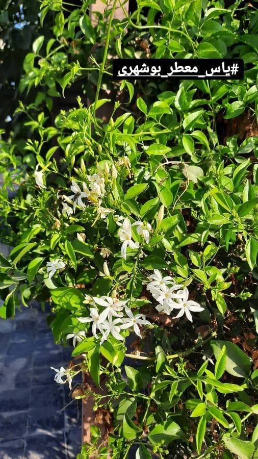 Großblütiger Jasmin 30