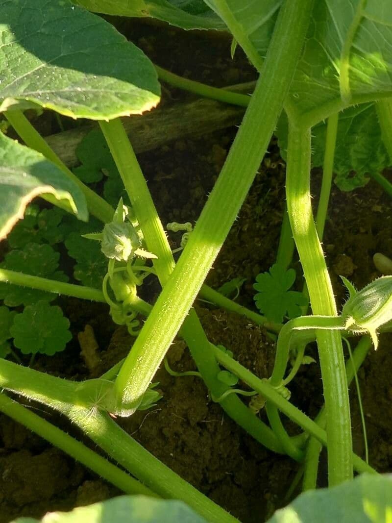 Figleaf gourd 18