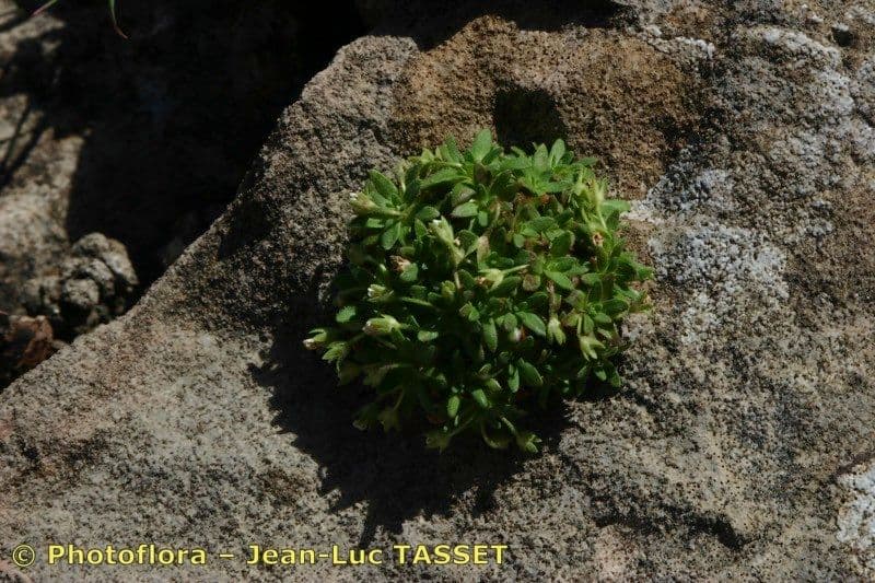 Androsace cilindrica 4