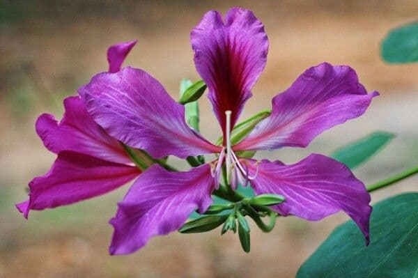 Bauhinia purpurea 10