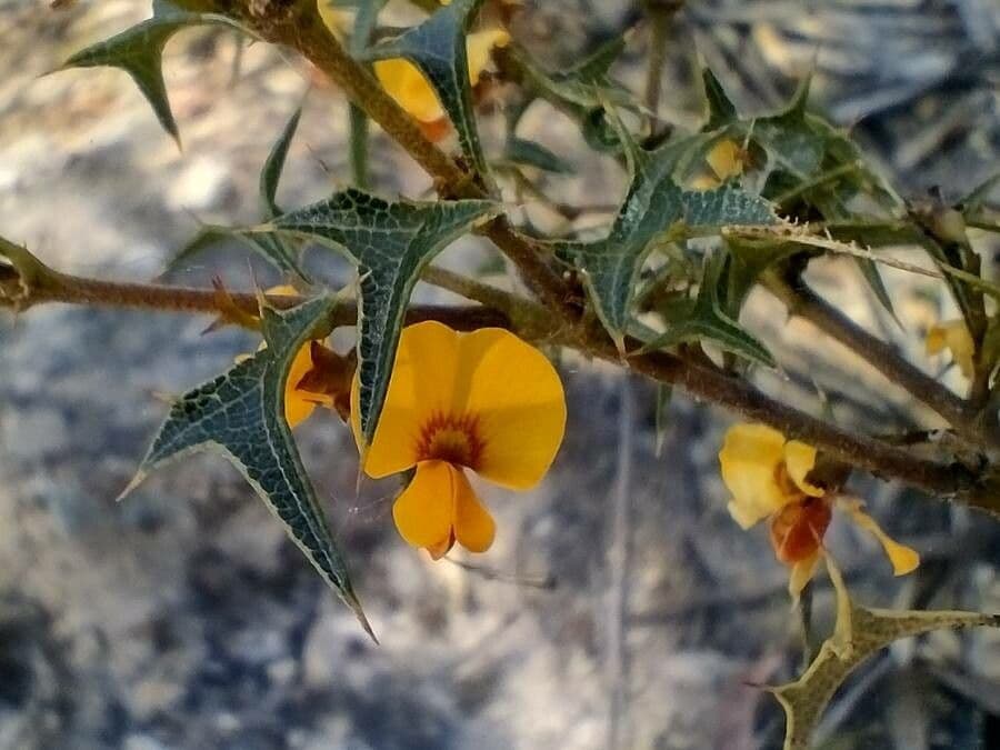 Stechpalmenblättrige Podolobium
