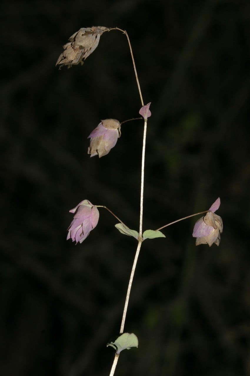 Origano 2