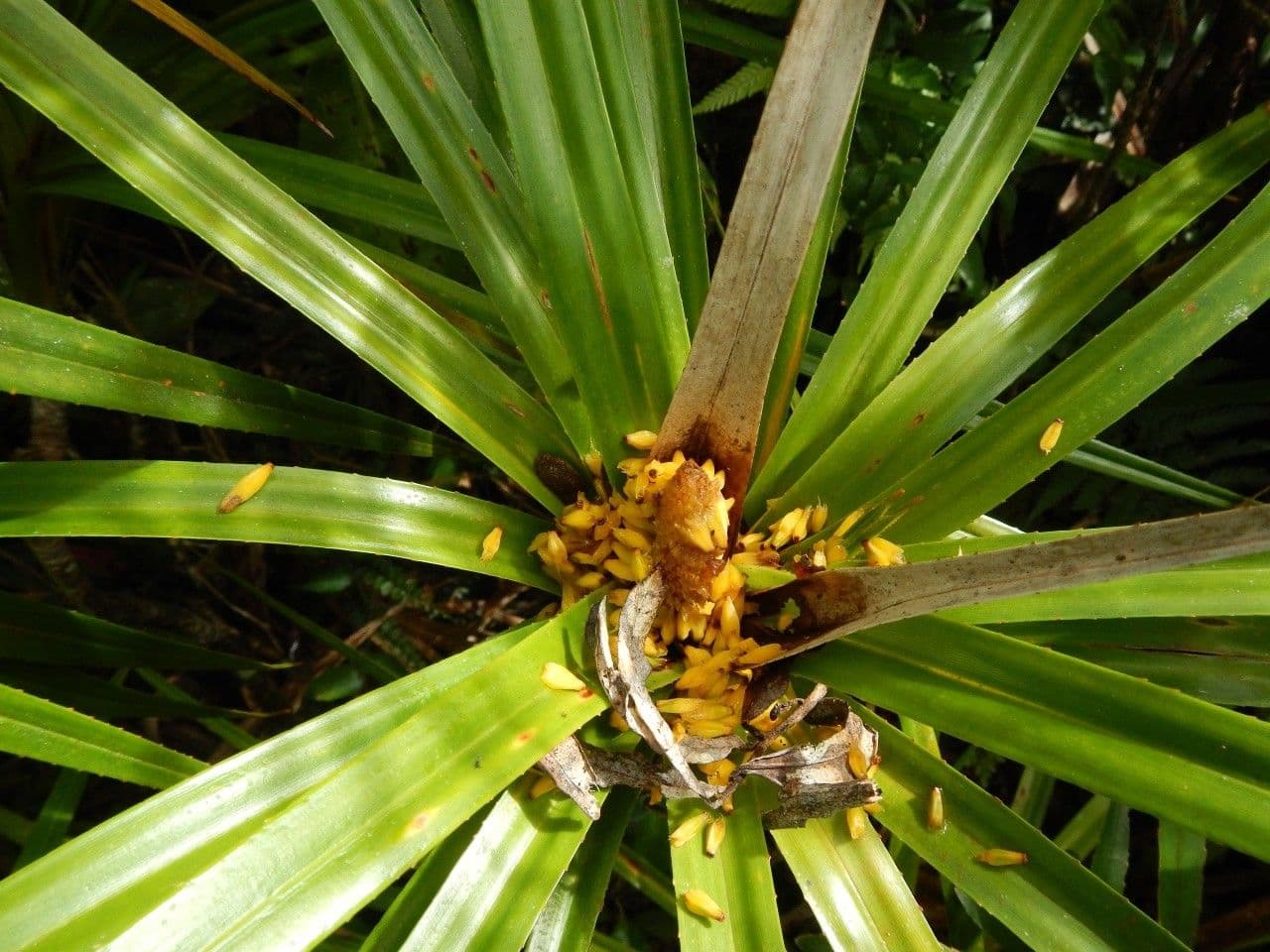 Freycinetia 9