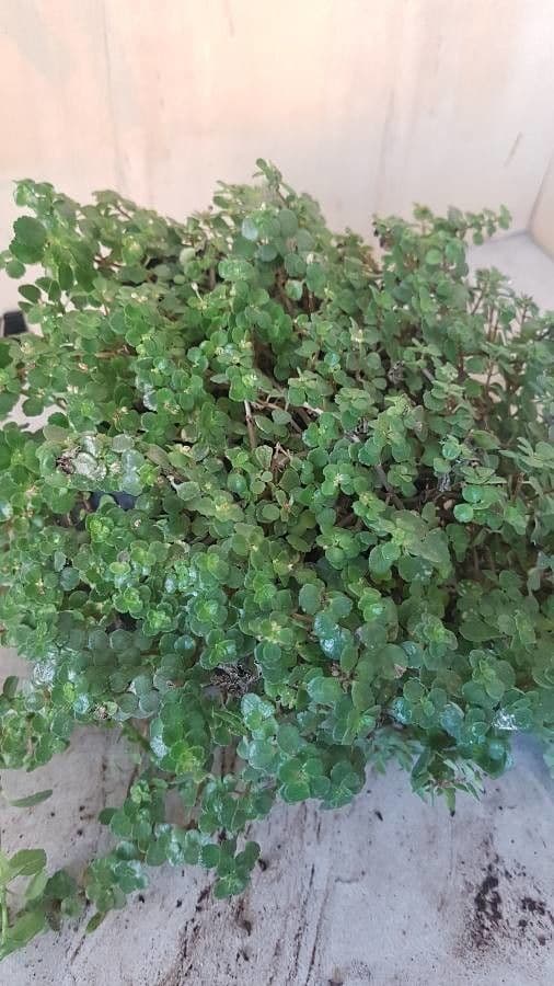 Pilea 7