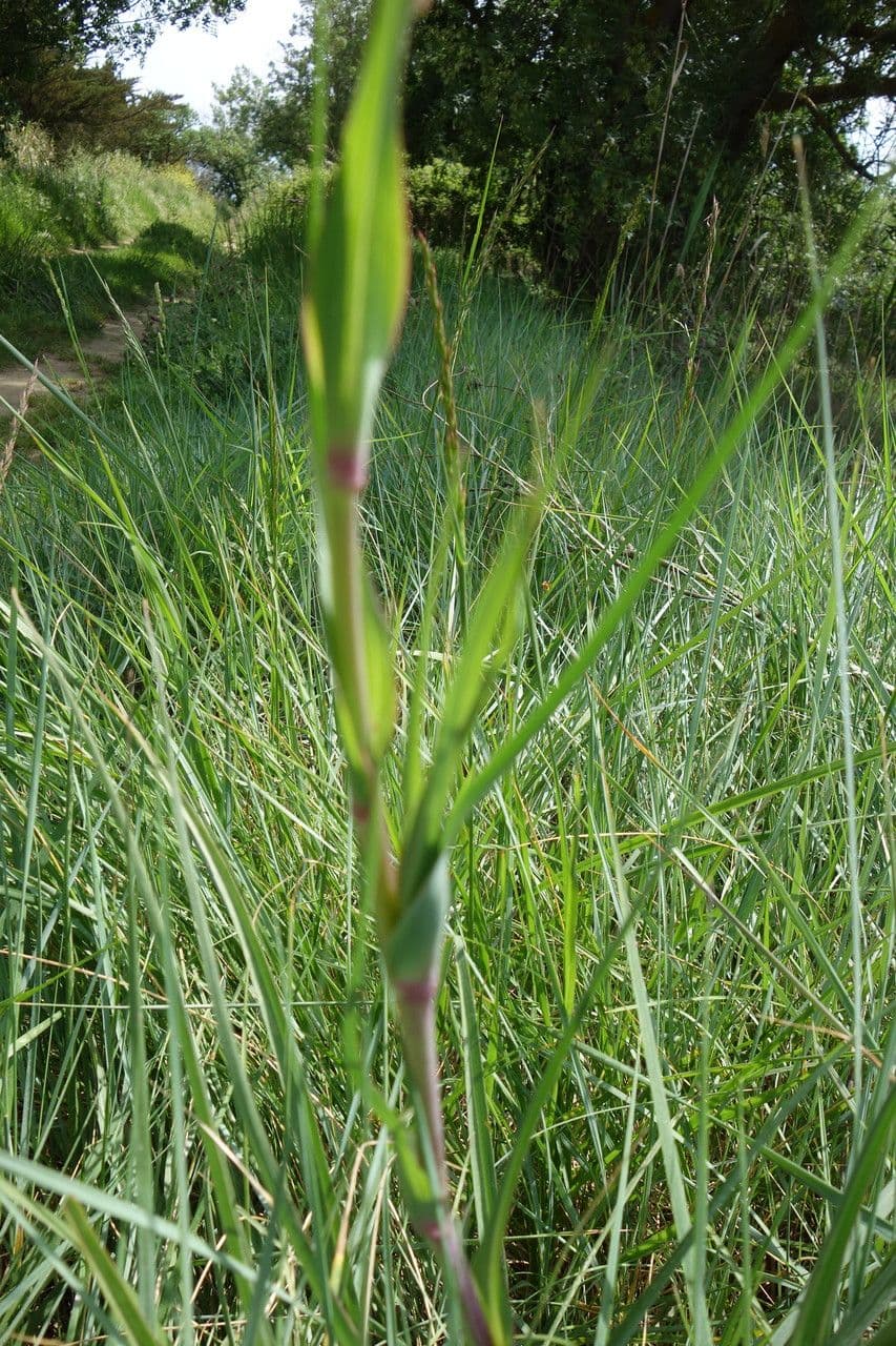Großer Bocksbart 16
