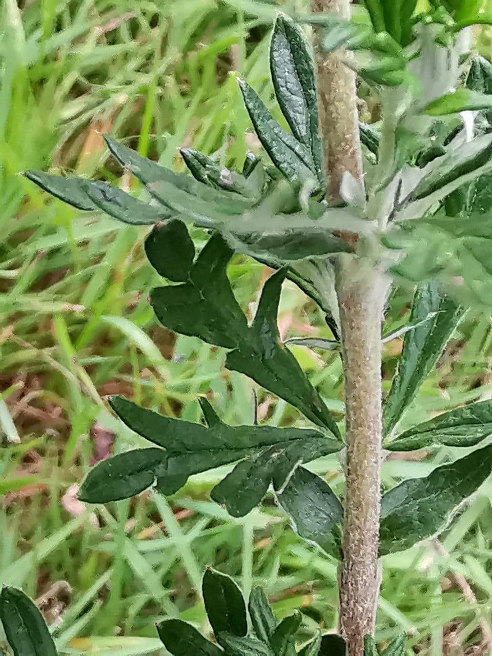 Cinquefoglie argentea 6