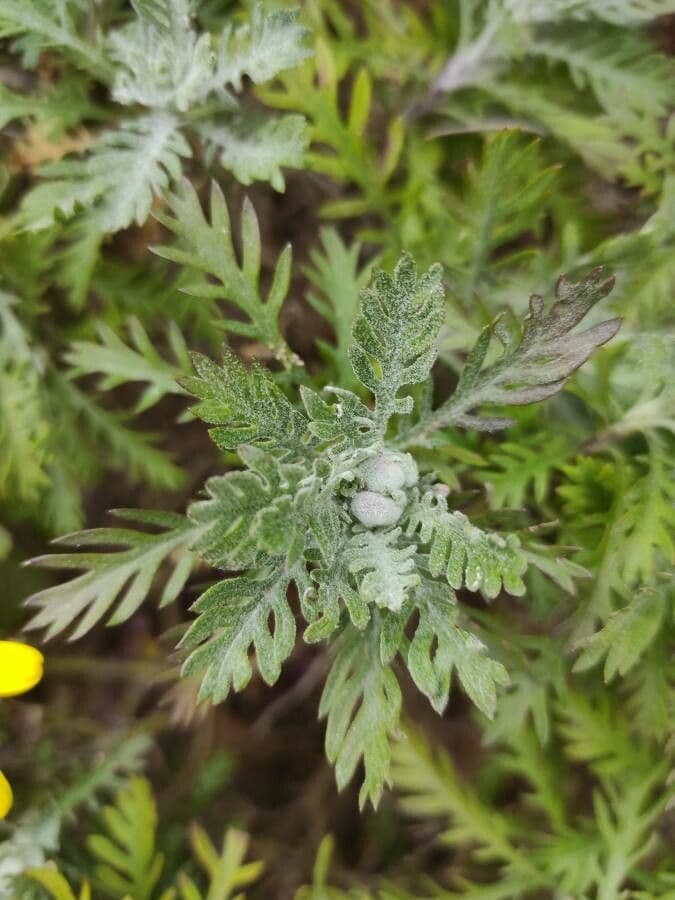 Euryops 14