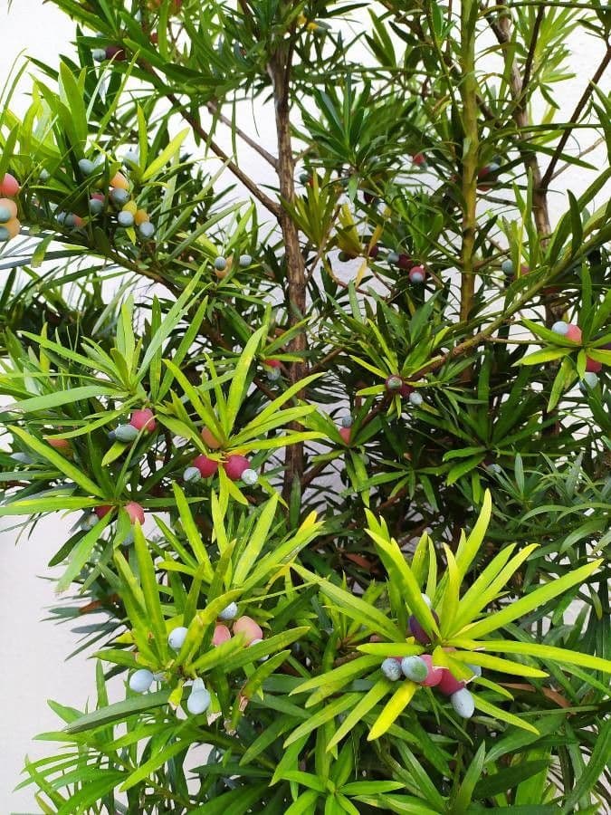 Podocarpus macrophyllus