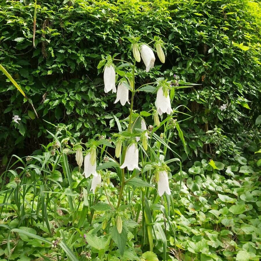 Campanula puntata 19