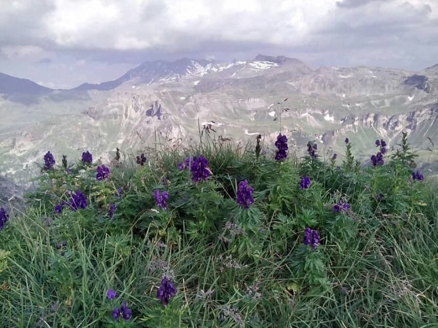 Aconito napello 29