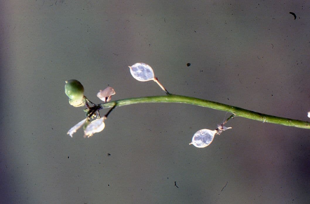Coclearia danese 5