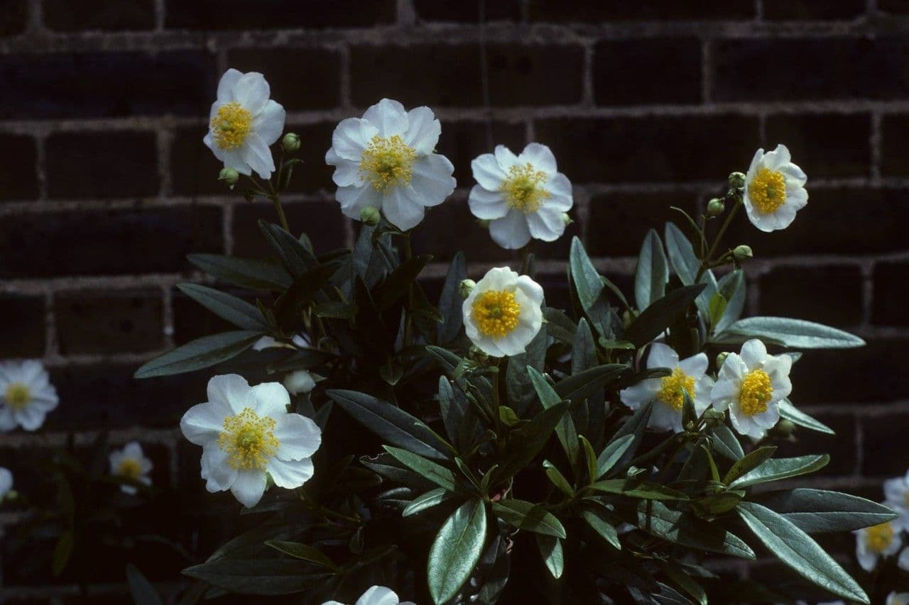 Baum-Anemone 11