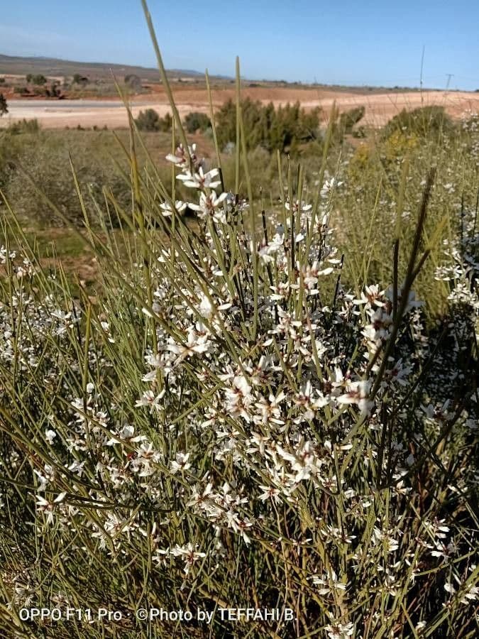 Rhamnus 10