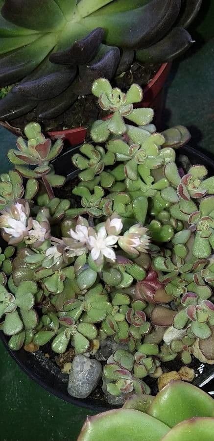Sedum 5