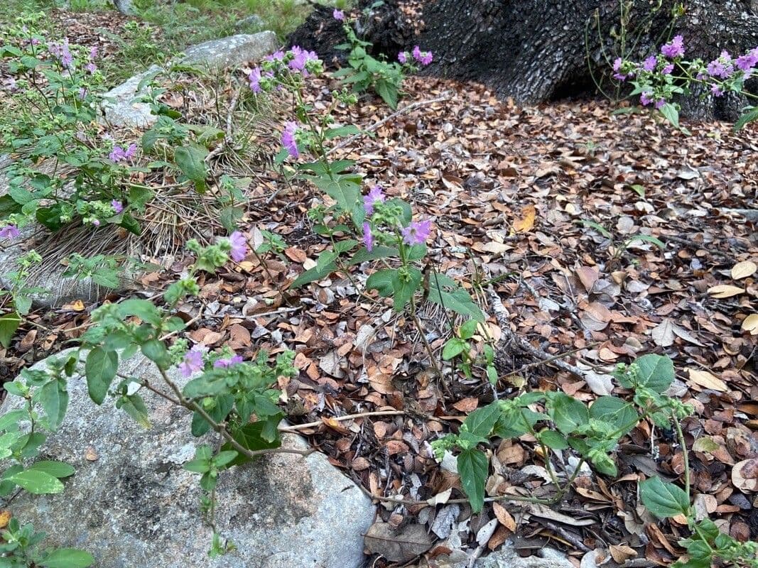 Mirabilis laevis 6