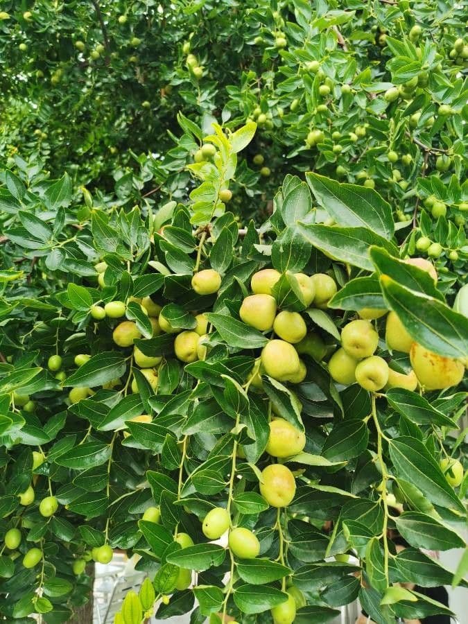 Jujubier 20