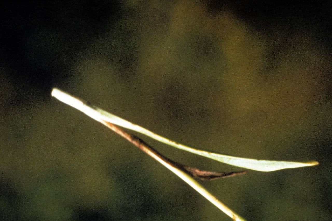 Spiranthes cernua