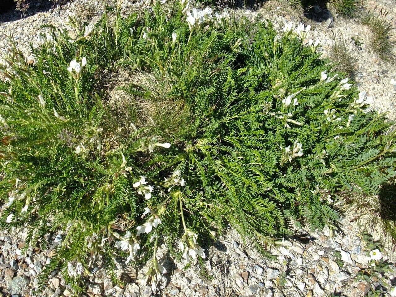 Oxytropis fetida 15