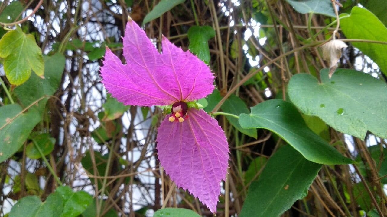 Dalechampia dioscoreifolia 4